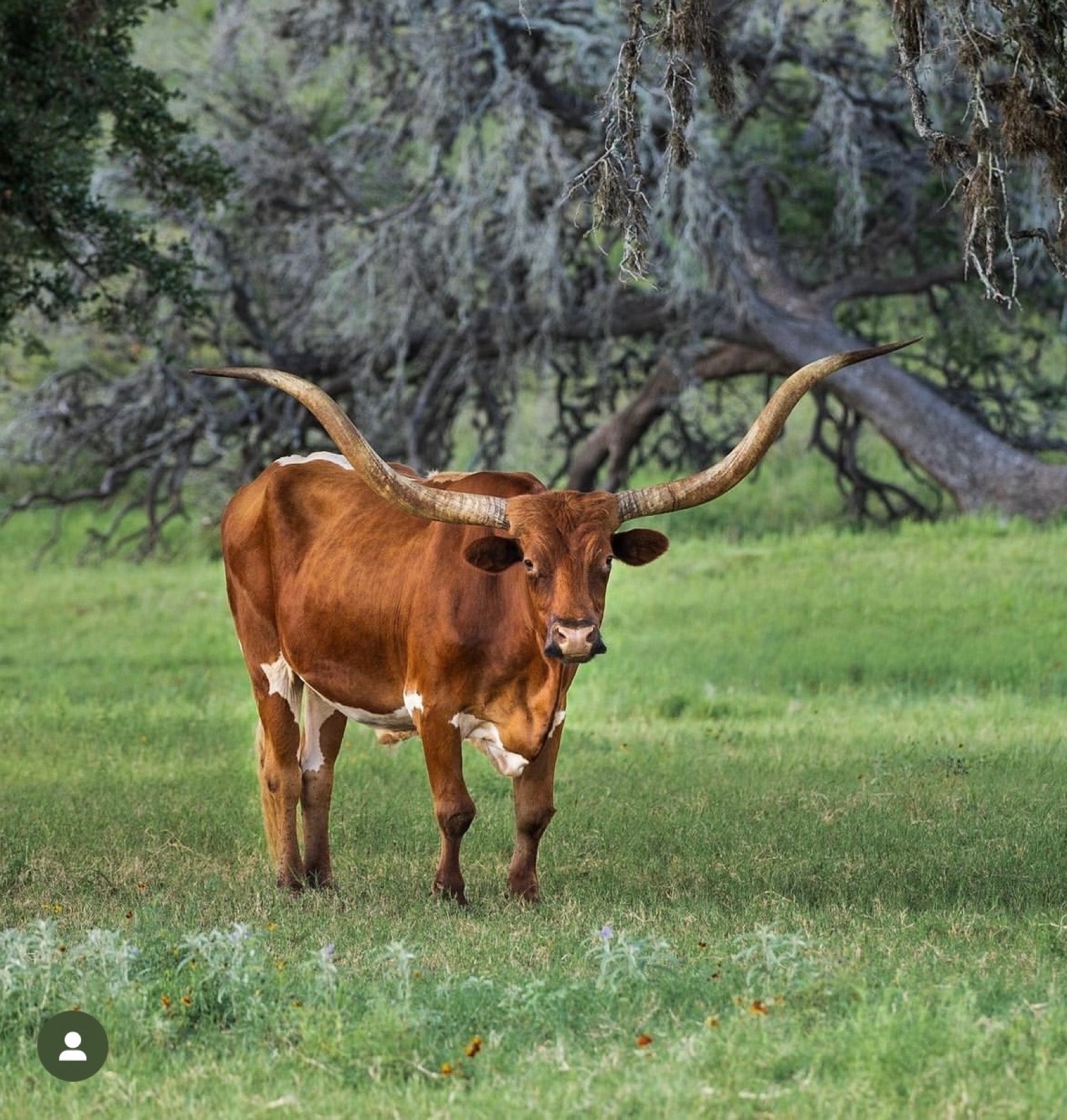 A Texas longhorn on the ranch