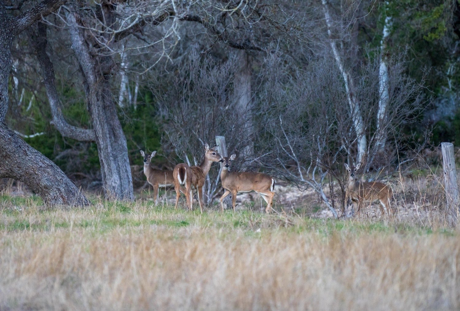 Deer on the ranch